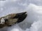 Deer\\\'s leg on snow covered ground left by a family of foxes after having their meal