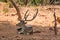 A deer sambar resting under a tree shadow & a lot of crow are playing on above sambar body