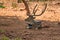 A deer sambar resting under a tree shadow & a lot of crow are playing on above sambar body