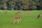 deer and seep feeding at tatton park in cheshire
