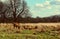 Deer sighting in the sunset at Richmond Park, London