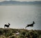 Deer Silhouettes