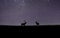 Deer silhouettes against a starry night sky in a meadow