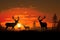 Deer silhouettes grace a radiant meadow, celebrating wildlife in nature