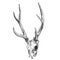 Deer skull illustration isolated on white background