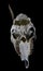 Deer Skull with Odd Antlers on black background