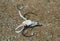 A deer skull with trophy horns in Missouri.