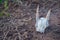 Deer skull was taken in Oahu island, America. Oahu is known a tropical island located in Hawaii, United States.