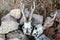 Deer skulls on rocks in wild