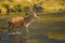 Deer Skye Island Scotland morning water river lake Coruisk