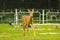 Deer Sniffs around the forest