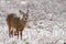 Deer and snow