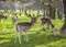 Deer spotted in Phoenix Park, Dublin