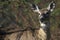 Deer in spring, Skyline Drive, Shenandoah National Park, VA