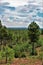 Deer Springs Outlook, Apache Sitgreaves National Forest, Navajo County, Arizona, United States