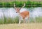 deer stag fallow with antlers single young