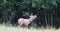 Deer stag roaring during rutting season