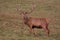 Deer Stag in Winter