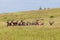 Deer Stags resting in the long grass in velvet antlers