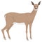 deer stand animal vector illustration transparent background