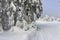 Deer stand - tree stand - lookout tower in mountains