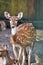 Deer Standing Against blury Background