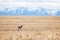 Deer standing alone at deserts of Antelope Island