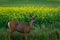 Deer standing in front of a fenced Canola Field