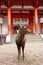 A deer standing in front of Kasuga Temple in Nara, Japan
