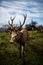 a deer standing in a green pasture with horns spread out