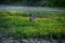 Deer standing in greenery field