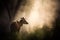 a deer standing in the middle of a forest in the sunbeams of a foggy day with trees in the foreground and a light shining through