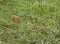 Deer standing in overgrown field.