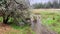 Deer Standing in Stream in a Meadow in Yosemite Valley