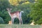 Deer stands atop a verdant hillside, with lush green grass and shrubbery in the background