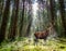 Deer stands in a clearing in the forest