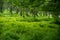 A deer stands in an idyllic orchard with rows of fruit trees and grass