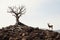 a deer stands next to a dead tree on top of a hill