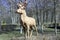 Deer statue decorative