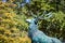 Deer statue in Luxembourg Gardens, Paris, France