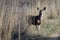 Deer Stepping Out From The Tall Marsh Grass