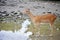 Deer stepping in water