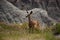 Deer Sticking Out His Tongue in the Badlands