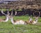 Deer Stock Photo. Fallow Deer Image. Close-up resting in the field with grass blur background in their environment and