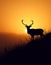 Deer at sunset