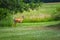 Deer taking a stroll