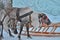 Deer team Khanty sledges in winter