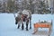 Deer team Khanty sledges in winter