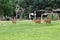 Deer in Thailand zoo