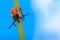 Deer tick crawling on green grass halm on blue sky background. Ixodes ricinus